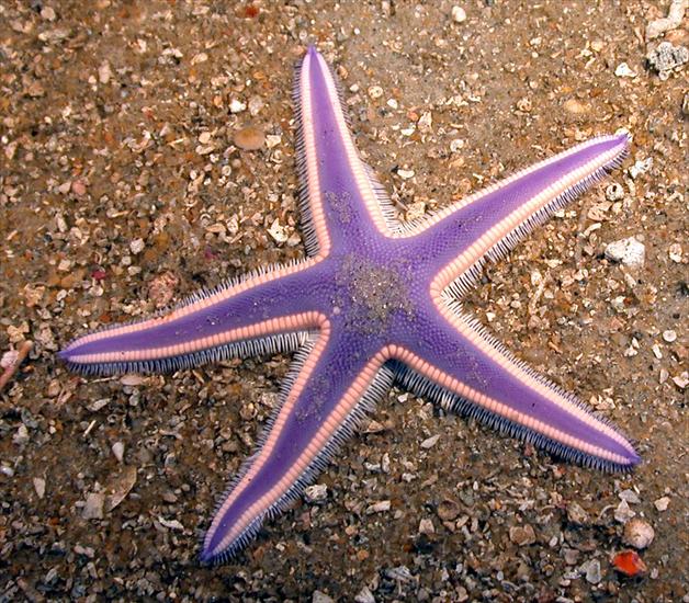 WIELKA RAFA KORALOWA - violet starfish.jpg