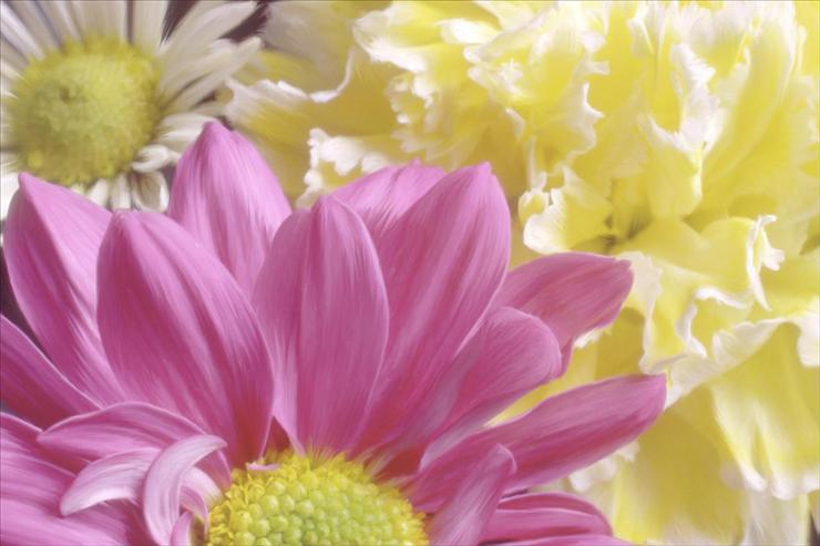 Webshots Collections - Chrysanthemums  Bruce Wheadon.jpg
