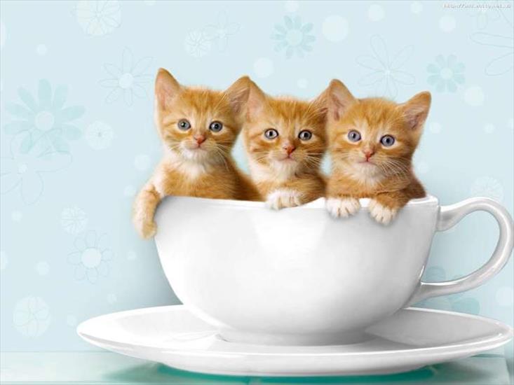 Małe kotki - Małe kotki 14.jpg