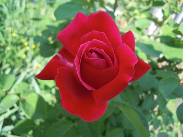 róże - roza_12921307632382.jpg