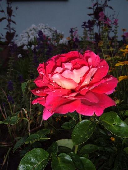 róże - roza-z-mojego-ogrodu_45891316704149.jpg