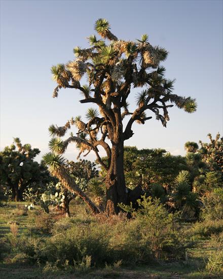 Yucca - Yucca_decipiens_21.jpg