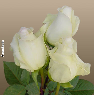 Róże-1 - Anastacia.jpg