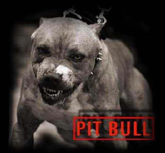 Psy i rasy - Pitbull.jpg