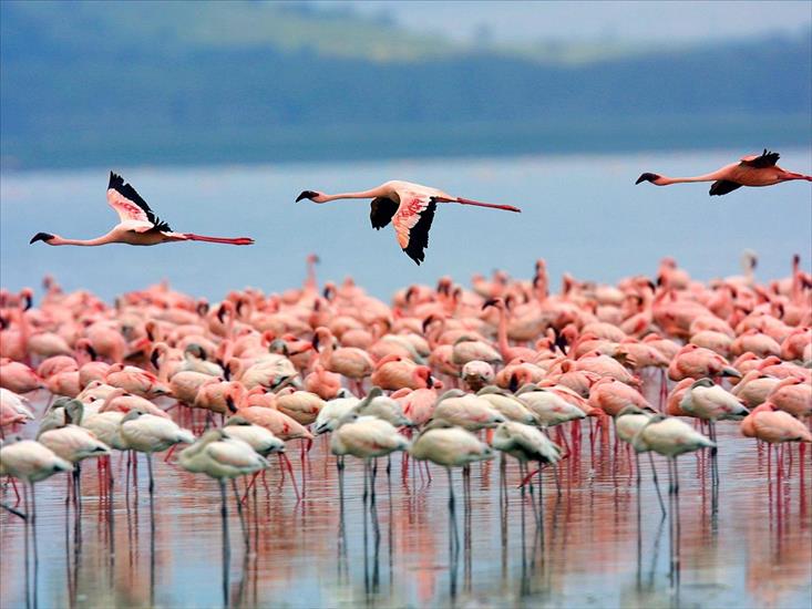 Krajobrazy - 1227993128Flamingos, Lake Nakuru, Kenya.jpg
