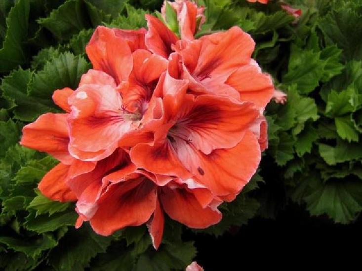 pelargonie - pelargonia.JPG