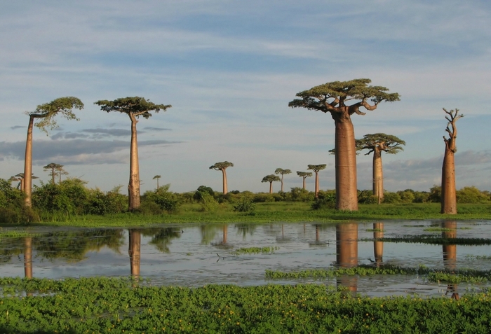 Drzewa dziwne - baobab3.jpg