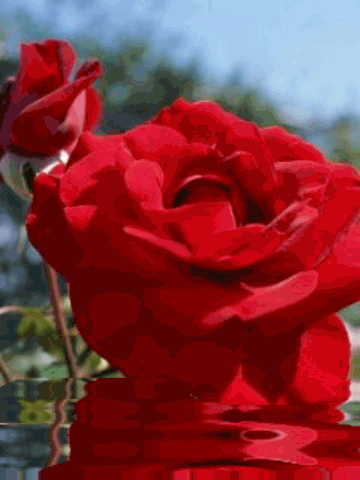 Róże1 - Taner8 015.gif