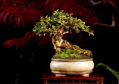 BONSAI - 6486.jpg