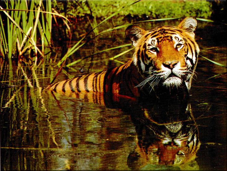 Zwierzęta - tiger6.jpg