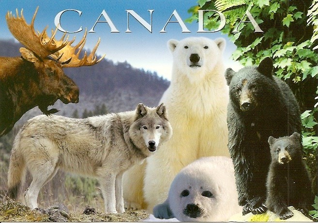 Zwierzeta zamieszkujace Kanade - Canada_Wildlife_c.jpg