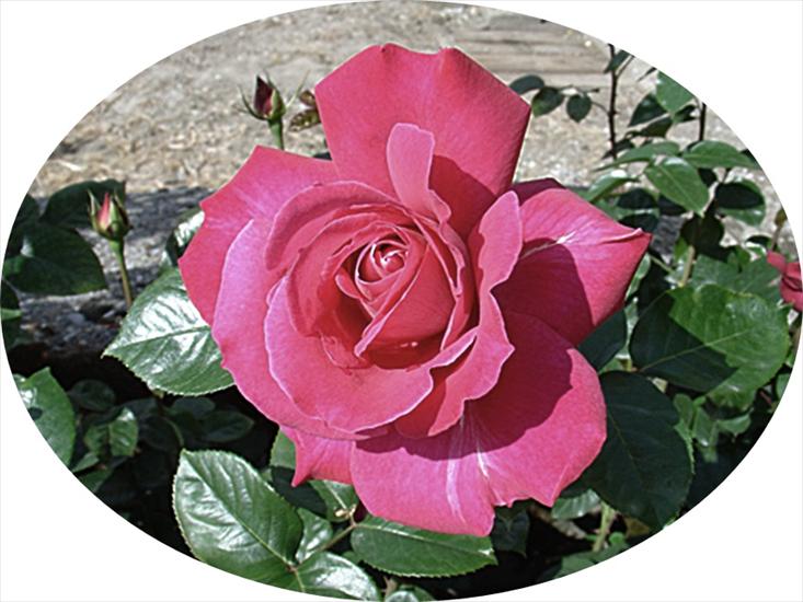 róże 5 - 64695932_1285862653_Baronne_de_Rothschild-crop.jpg