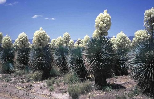 Yucca - 141.jpg