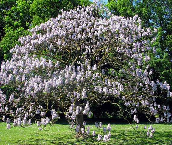 Drzewa i krzewy kwitnące - EJ8.jpg