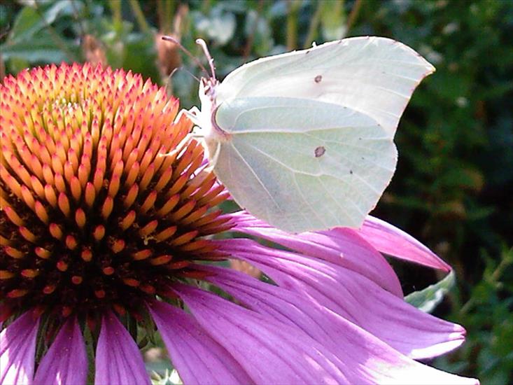 Motyle na kwiatach - Motyl20.jpg