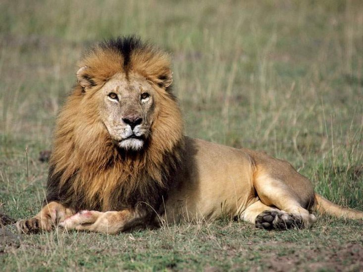 Zwierzęta - Król lew-1.JPG