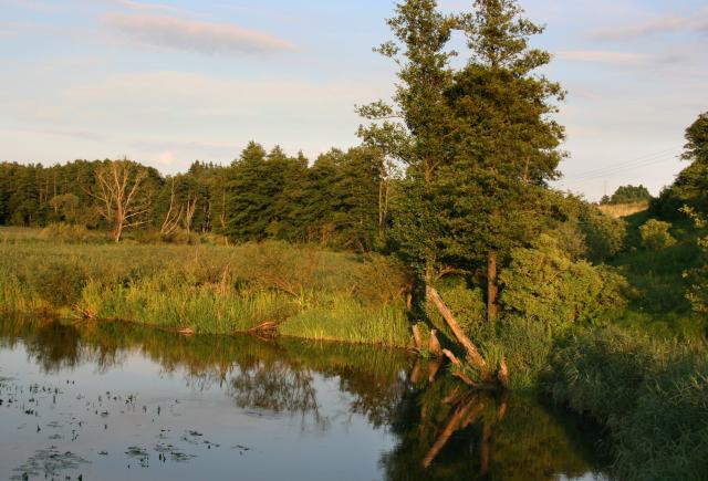 FOTO MAZURY - zagle25.jpg