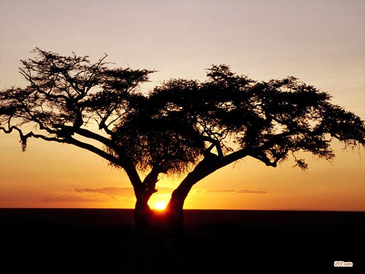 Krajobrazy 1 - Safari Sunrise, Africa - 1600x1200 - ID 17989.jpg