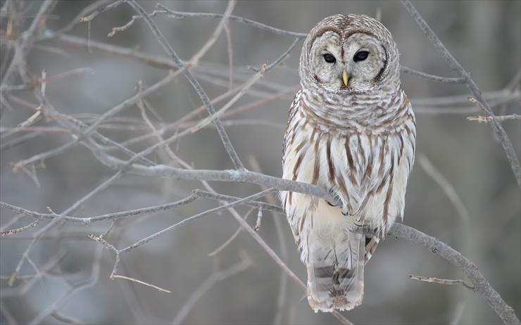 My Pictures - Barred Owl.jpg