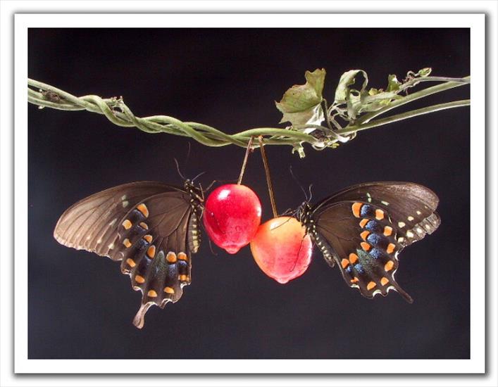 motyl-zlozone skrzydla - 00151.jpg