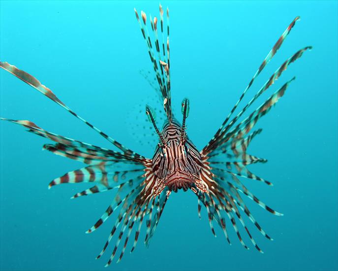 rybki - Pterois_volitans_Manado.jpg