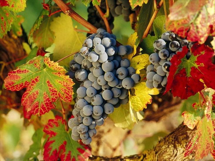 WINOGRONO - Harvest_Time,_La_Rioja,_Spain.jpg