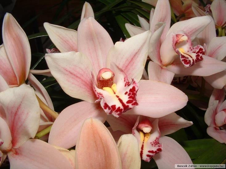 storczyki - orchidea-078.jpg