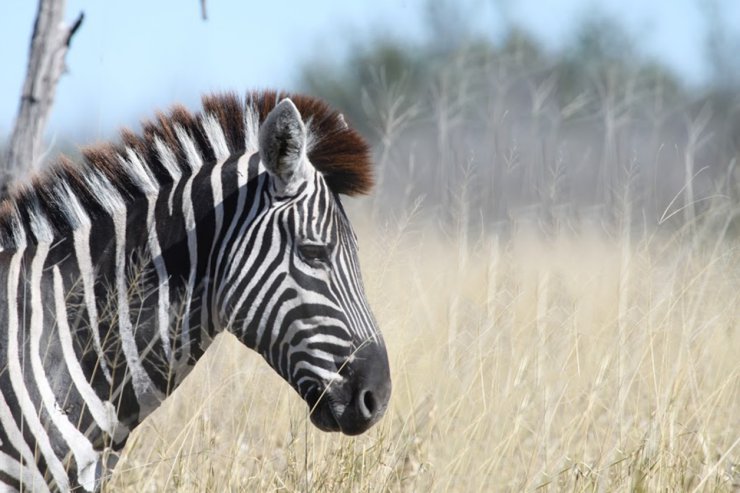 zebry - zebra.png