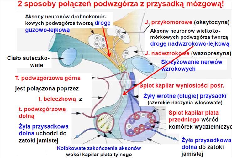 Anatomia i Fizjologia1 - Przysadka.png