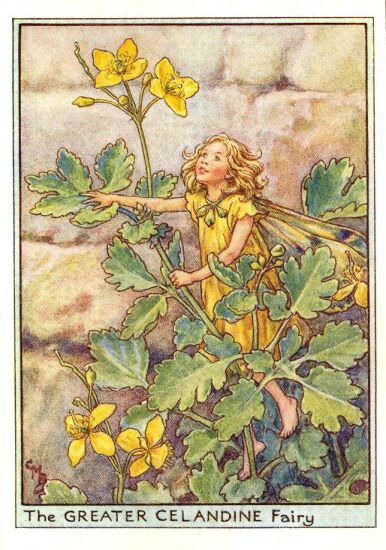 Cicely Mary Barker 1895-1973 - greater_celandine_flower_fairy.jpg