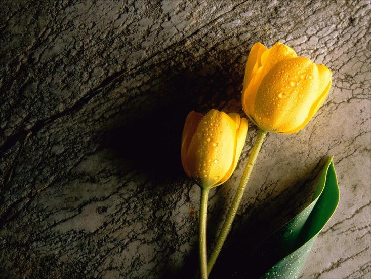 Kwiaty - Yellow Tulip.jpg