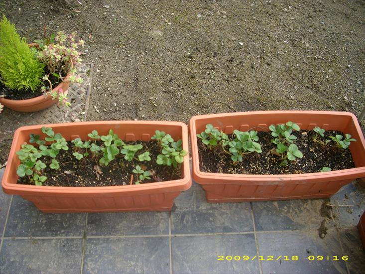 Moj ogrod - Moje truskawki.jpg