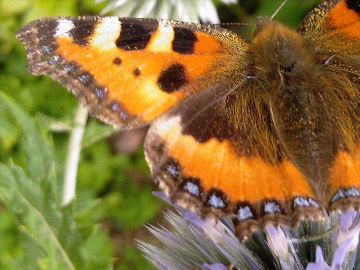 Motyle na kwiatach - M 64.jpg
