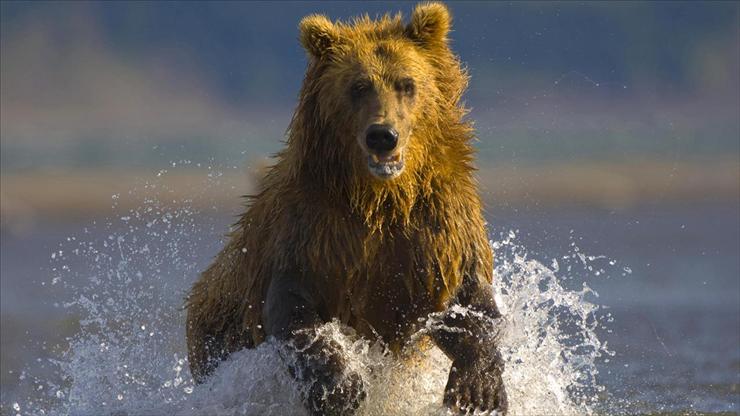 tapety na kompa - Alaskan Brown Bear, Hallo Bay, Alaska.jpg