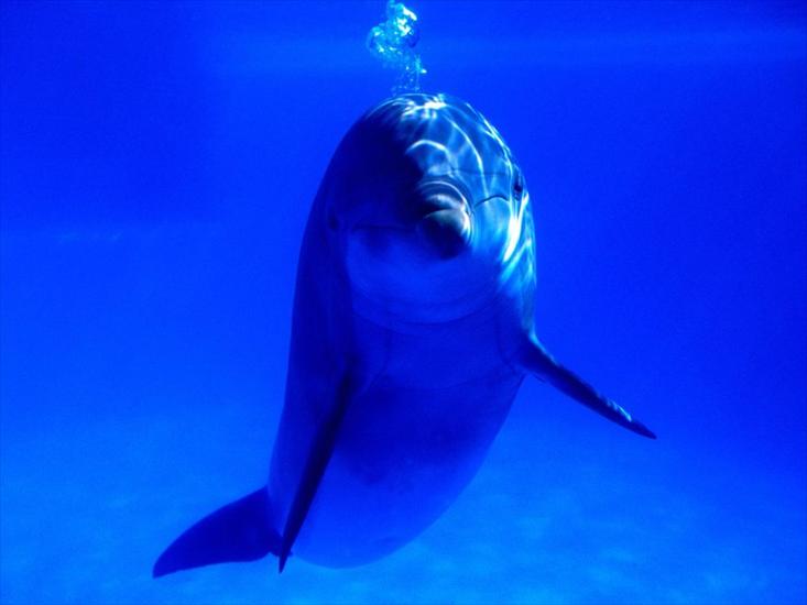 Delfiny i Orki - werqw.jpg