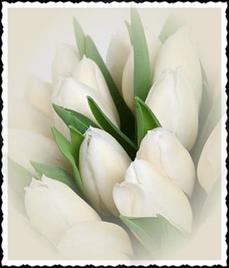Jpg-Tulipany - tulipany018.jpg