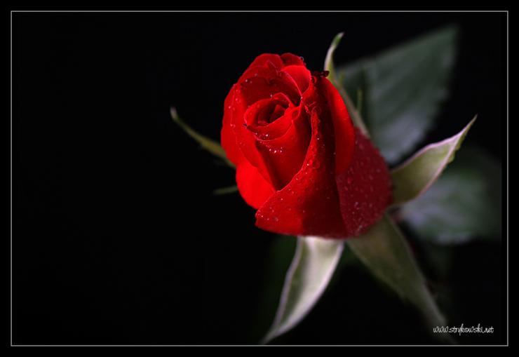 róże - Roza_-_klasyka_156.jpg