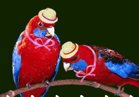 2 - papugi w kapeluszach101.gif