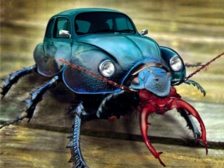 Śmieszne tapety 320x240 - 147369-1152x864-Real-Beetle-Bug.JPG