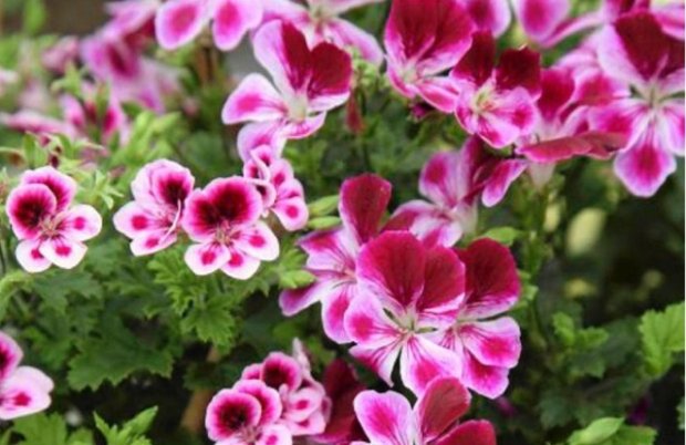 pelargonie - pelargonia.jpg