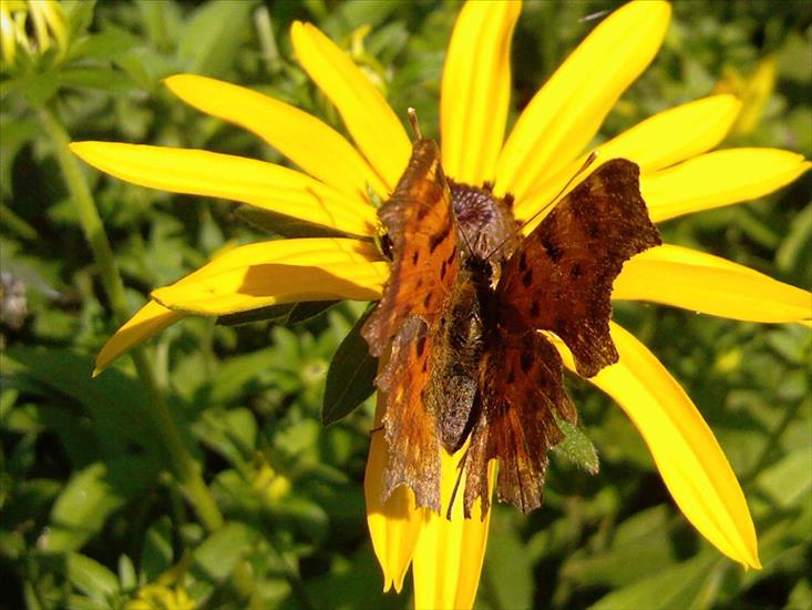 Motyle na kwiatach - Rusałka ceik 4.jpg