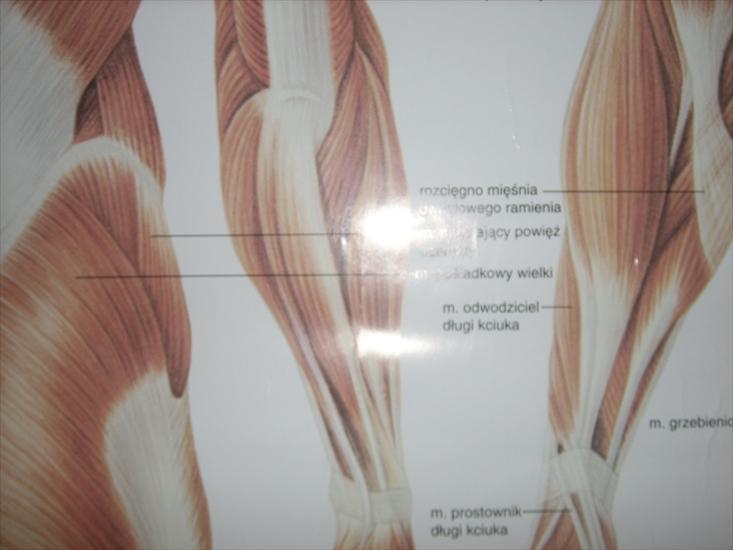 zdjęcia anatomia - SPA52993.JPG