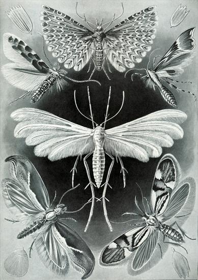 Ernst Haeckel - Kunstformen der Natur 1904 - Haeckel_Tineida.jpg