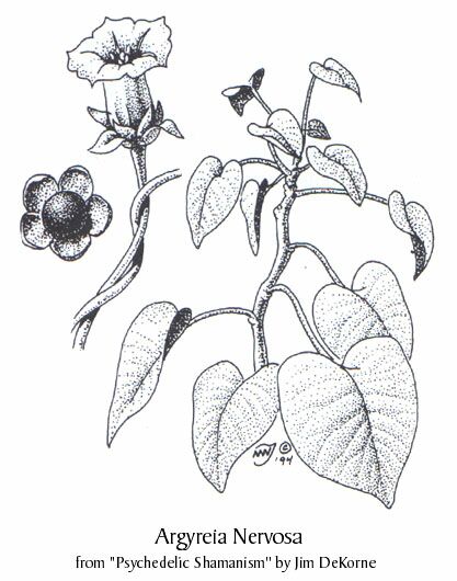 Grzyby i rośliny psychoaktywne i lecznicze - Argyreia Nervosa, Hawaiian Baby Woodrose - Powój hawajski 3 LSA.jpg