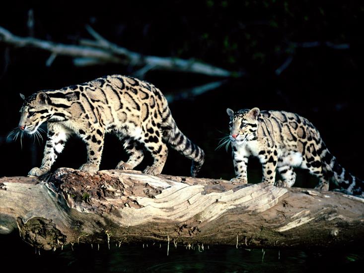 Wszystko - balance, clouded leopard.jpg