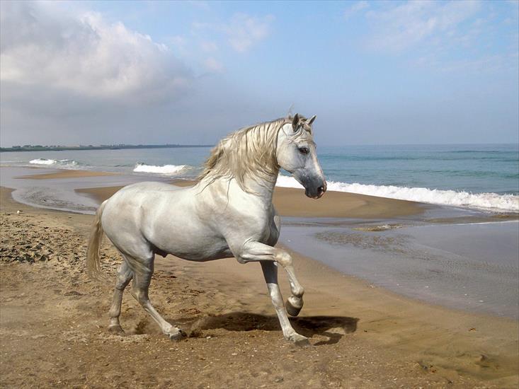 KONIE - Grey Andalusian by the Sea.jpg
