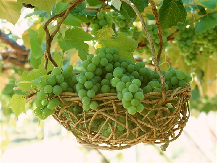 Ciekawe-Owoce - Green-Grapes-Vine-2-8M3O3W0ZFC-1024x768.jpg