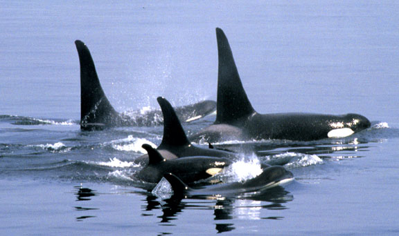 Królestwo zwierząt - orca20family.jpg