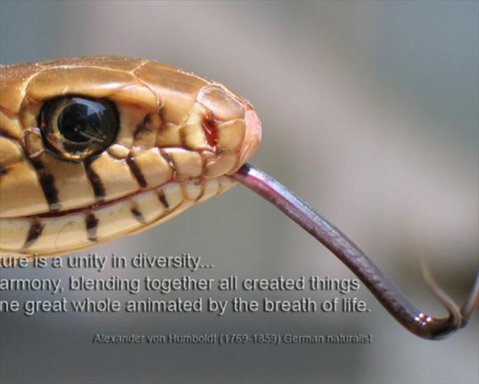 węże - snake1.jpg