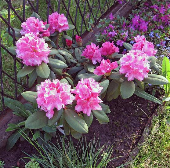 Kwiaty z mojej rabaty - Rhododendron 7.jpg